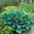 Hosta Elegans
