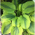 Hosta Moon Split