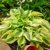 Hosta Mama Mia