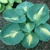 Hosta Dream Queen