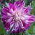 Dahlia Explosion Purple