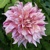 Dahlia Maki