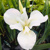 Iris Sibirica Gulls Wing