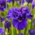 Iris Sibirica Concord Crush