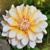Dahlia Seattle