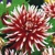 Dahlia Friquolet