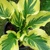 Hosta Paisley Border