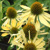 Echinacea Mellow Yellow