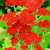 Achillea Paprika Red