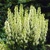 Aconitum Album