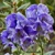 Aconitum Cloudy