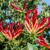 Gloriosa Rothschildiana