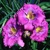 Laliovka Lavander Blue Baby