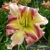 Laliovka Heavenly Pink Butterfly