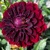 Dahlia Blue Bird