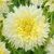 Dahlia Fubuki Canary