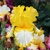 Iris Germanica Fringe Of Gold