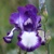 Iris veľkokvetý Going My Way