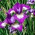 Iris Sibirica Currier
