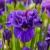 Iris Sibirica Kaboom
