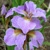 Iris Sibirica Kita No Sheiza