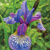 Iris Sibirica Shakers Prayer