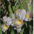 Iris Sibirica Sun Comes Up