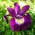 Iris Sibirica Sultans Ruby