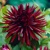 Dahlia Nuit Dete