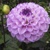 Dahlia Genova