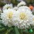 Dahlia Fleurel