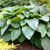 Hosta Empress Wu