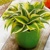 Hosta Mini Frost