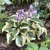 Hosta Mini Skirt