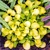 Hosta Sun Mouse
