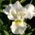 Iris Sibirica Harpswell Happiness