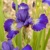 Iris Sibirica Golden Edge