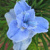 Iris Sibirica Dear Delight