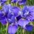 Iris Sibirica Silver Edge