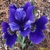 Iris Sibirica Ruffled Plus