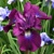 Iris Sibirica Wine Wings