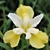 Iris Sibirica Butter and Sugar