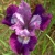 Iris Sibirica Lady Vanessa