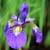 Iris Sibirica Caesars Brother