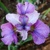 Iris Sibirica Light of Heart