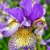 Iris Sibirica Pennywhistle