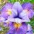 Iris Sibirica Reel Cute