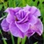 Iris Sibirica Imperial Opal
