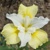 Iris Sibirica Moon Silk