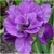 Iris Sibirica Tumble Bug